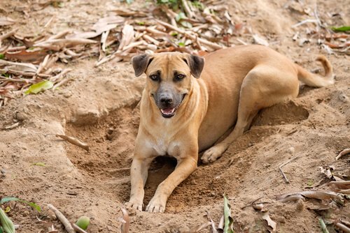 Cachorro deitado em buraco que ele mesmo cavou