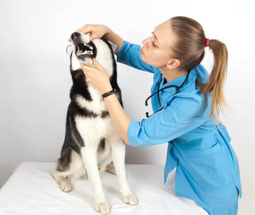 Veterinária examinando os dentes de um cachorro
