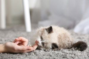Os primeiros dias de um gato em casa