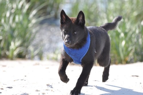 raça de cão Kai