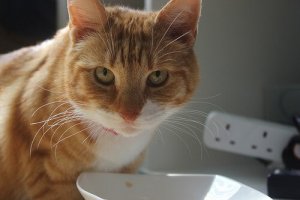 Ração úmida para gatos: conselhos e considerações