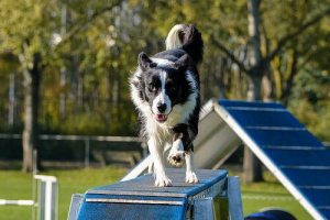 8 regras não escritas dos parques para cães
