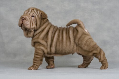 As muitas dobrinhas do Shar pei