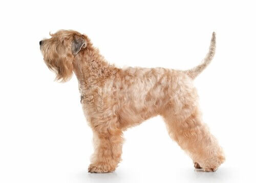 soft coated wheaten terrier aparência