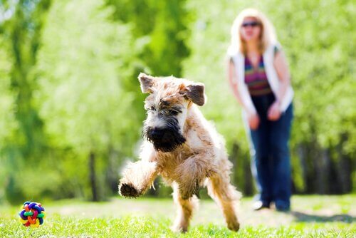 soft coated wheaten terrier comportamento