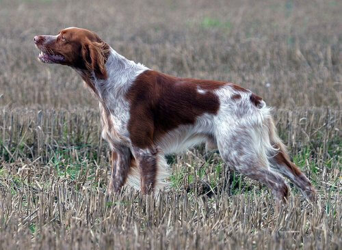 Spaniel Bretão
