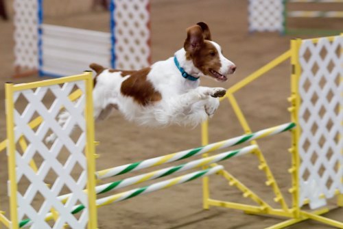 Spaniel Bretão saltando um obstáculo