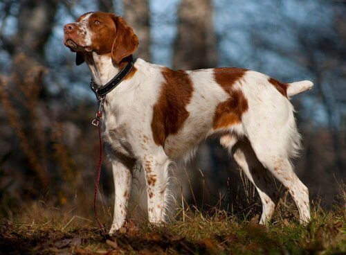 Spaniel BretÃ£o: um cÃ£o versÃ¡til e muito carinhoso