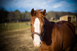 A escolha correta do tamanho do cavalo