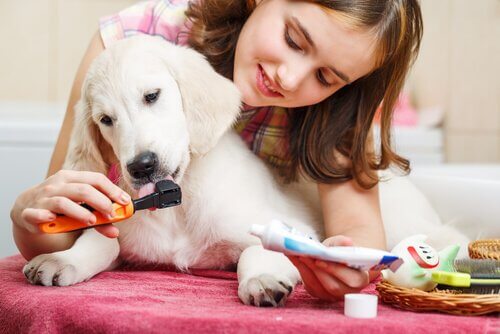 Tártaro em cães: remédios naturais Tártaro em cães: remédios naturais