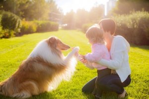 Terapia psicológica com cães e gatos