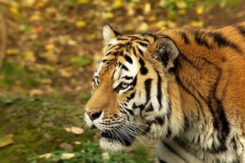 tigre siberiano