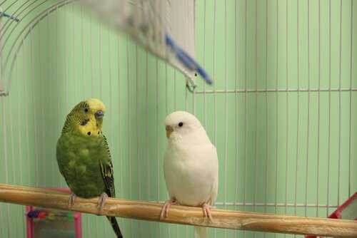 Casal de pássaros na gaiola
