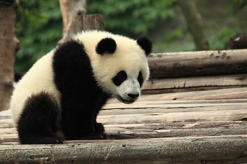 O urso panda na China, símbolo de cultura e tradição