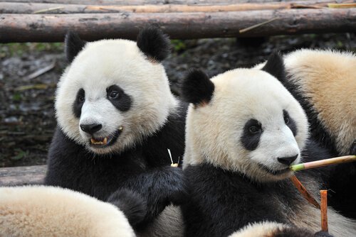 ursos panda