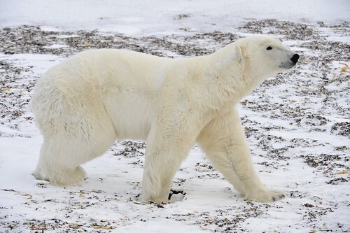 Conheça animais adaptados ao frio extremo - Meus Animais