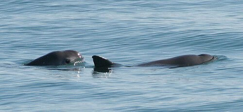 vaquitas