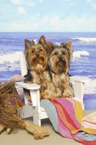 Cães Yorkshire na praia