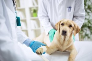 Quando devo visitar o veterinário?