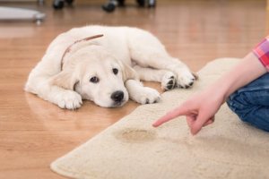 3 tapetes higiênicos para cães