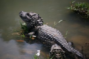 5 animais que vivem no pântano: conheça-os aqui
