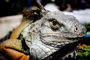 Animais selvagens da Amazônia