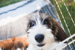 Grande basset griffon da Vendeia