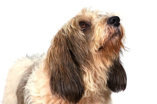 Grande basset griffon da Vendeia