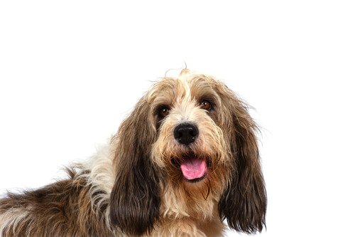 Grande basset griffon da Vendeia