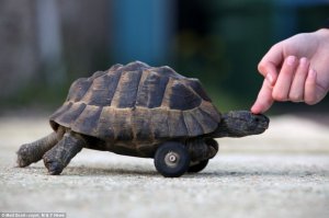 Animais que usam próteses