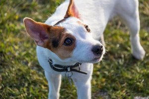 Acne em animais de estimação