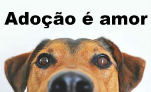 Onde adotar cães e gatos: conheça as opções