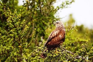 Águia de asa redonda: características, comportamento e habitat