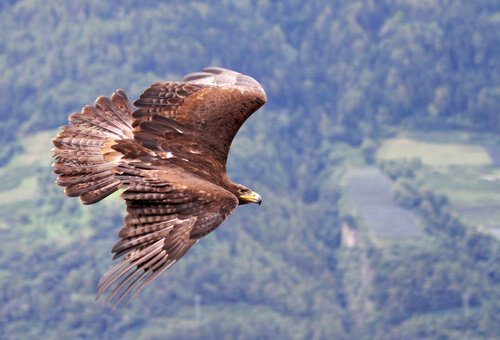 Águia real: características, comportamento e habitat