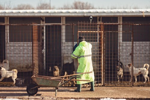 Voluntário trabalhando em abrigo de animais