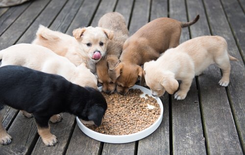 Filhotes de cachorro comendo rao