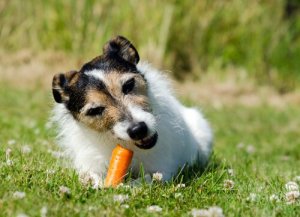 Alimentos alternativos à ração para cães