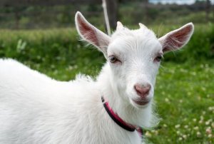 Animais herbívoros: conheça 10 deles aqui