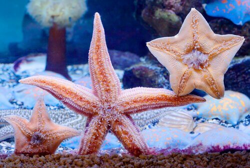 Estrelas do mar em aquário