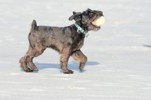 Aproveite a neve com o seu cão, o inverno chegou!
