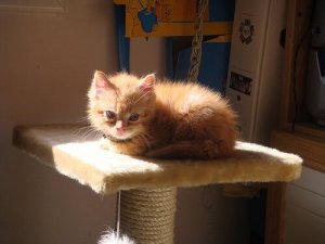 Acessórios e arranhadores para o seu gato