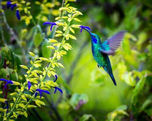 cores do beija-flor