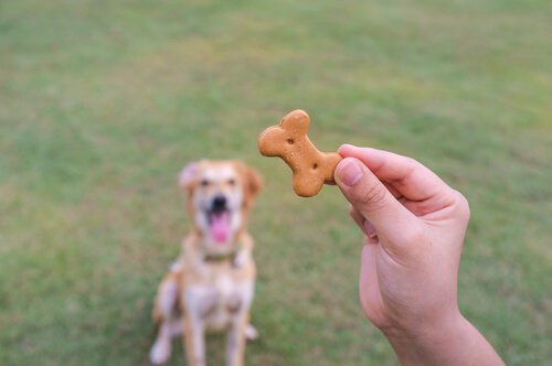 Biscoito para cachorro