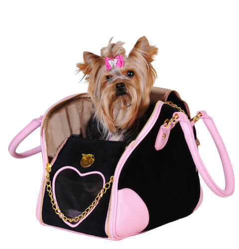 Yorkshire terrier numa bolsa