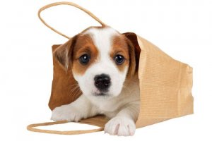 É bom transportar o seu cão numa bolsa?