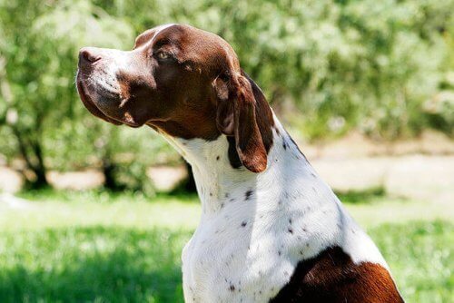 braco de burbonia