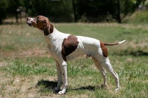 Braco de Bourbonnais