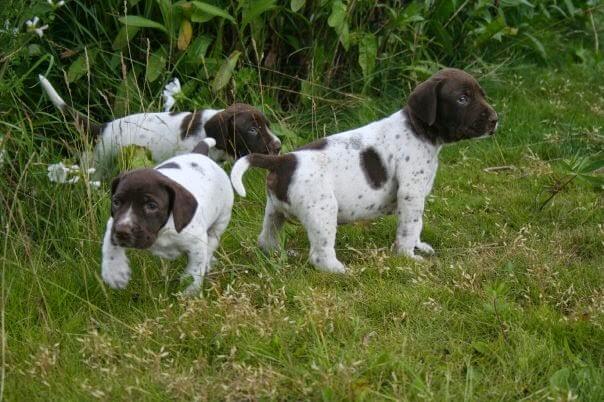 Filhotes de braco dinamarquês