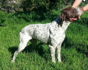 Braco Francês da Gasconha, tamanho grande