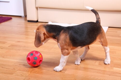 Beagle brincando com bola